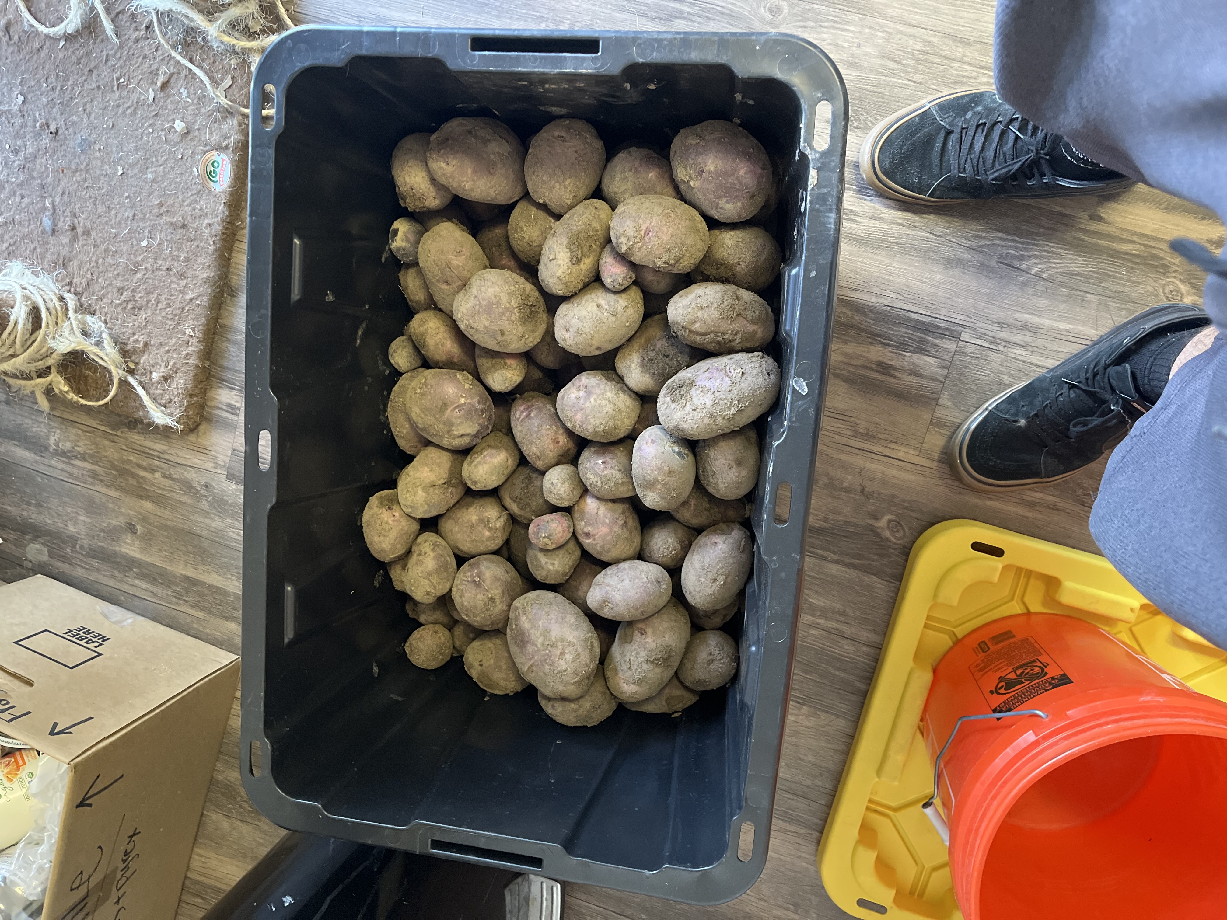 Potatoes
