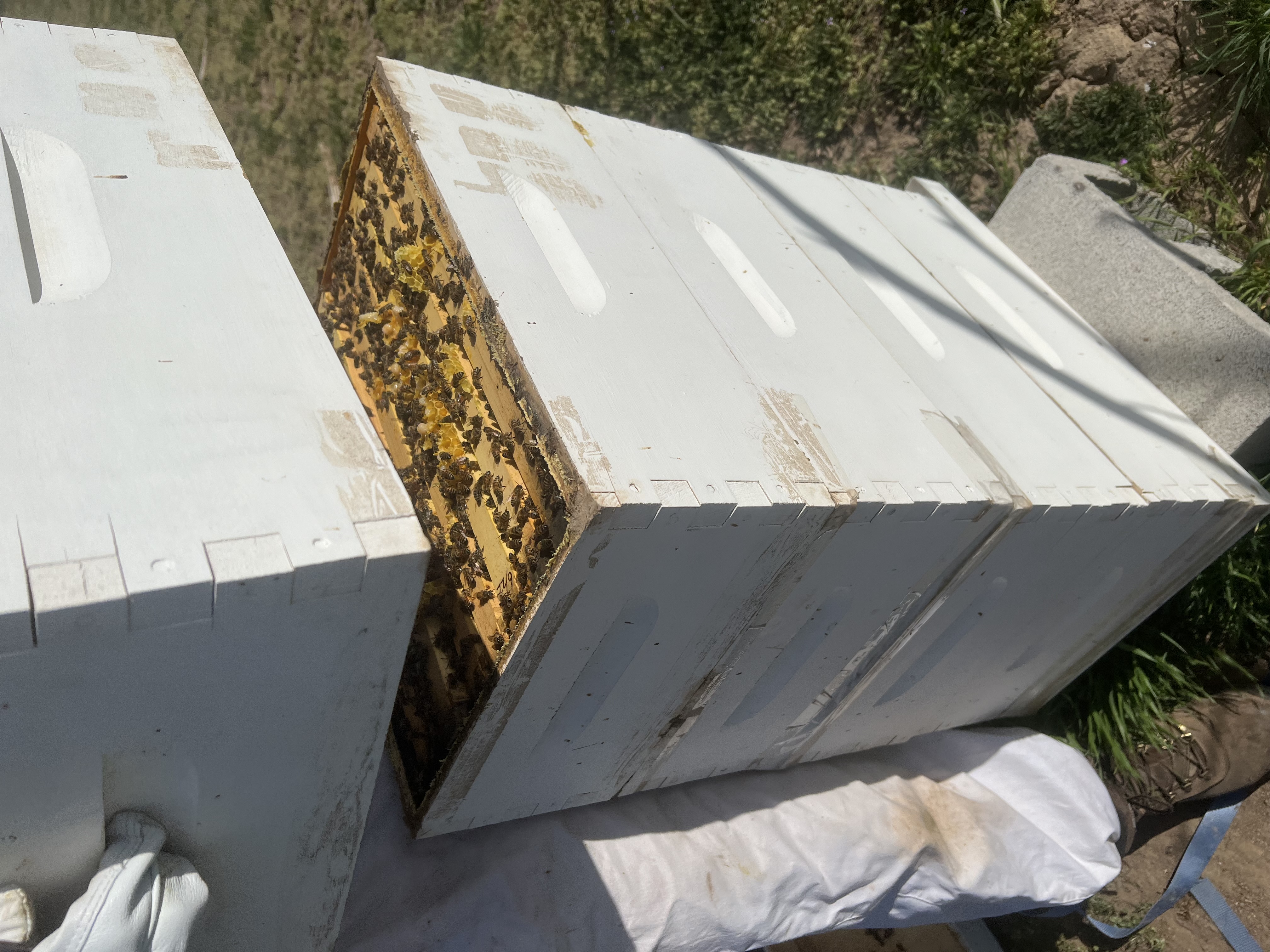 Bee hive on the farm