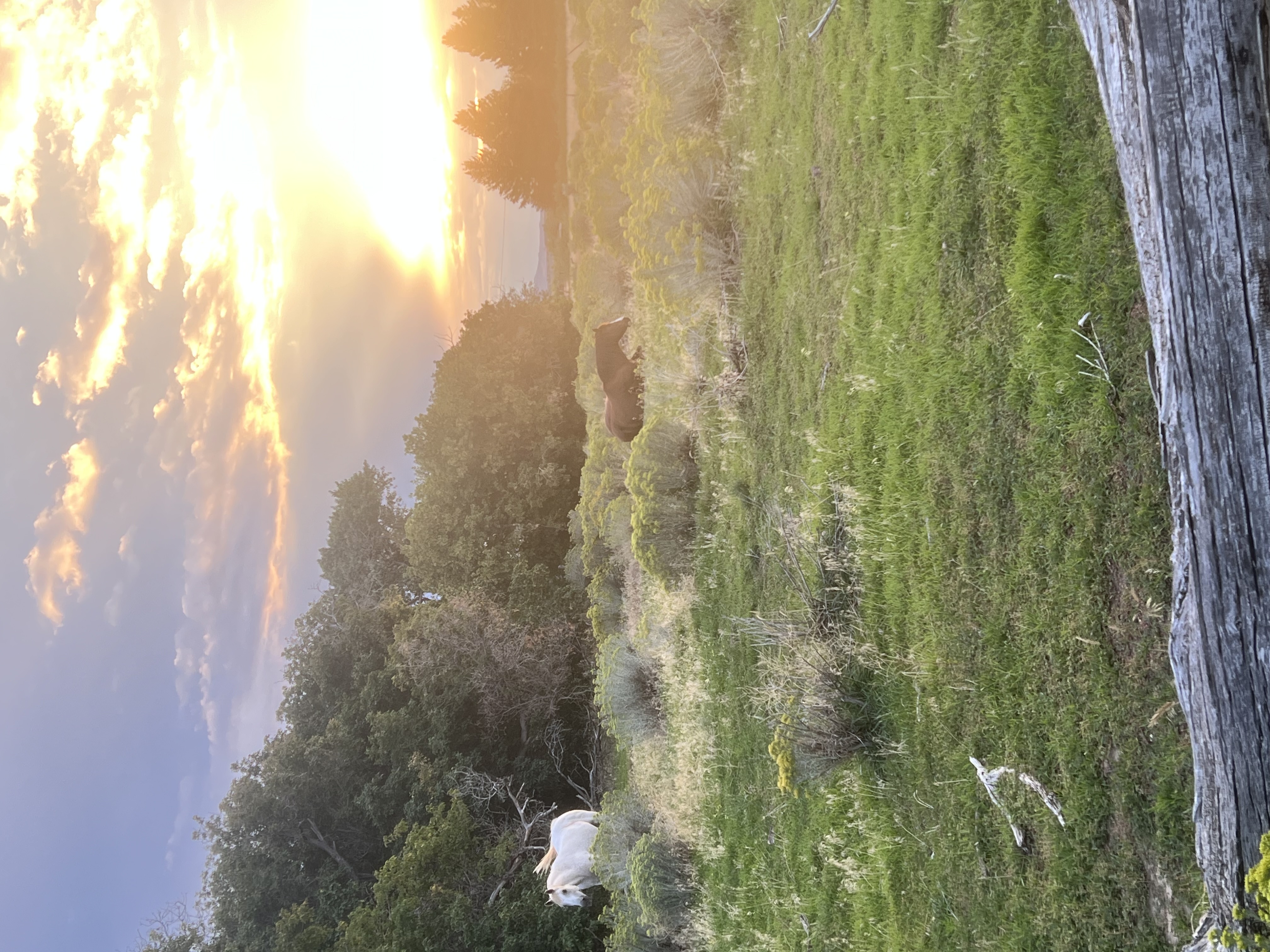 Horses at sunset