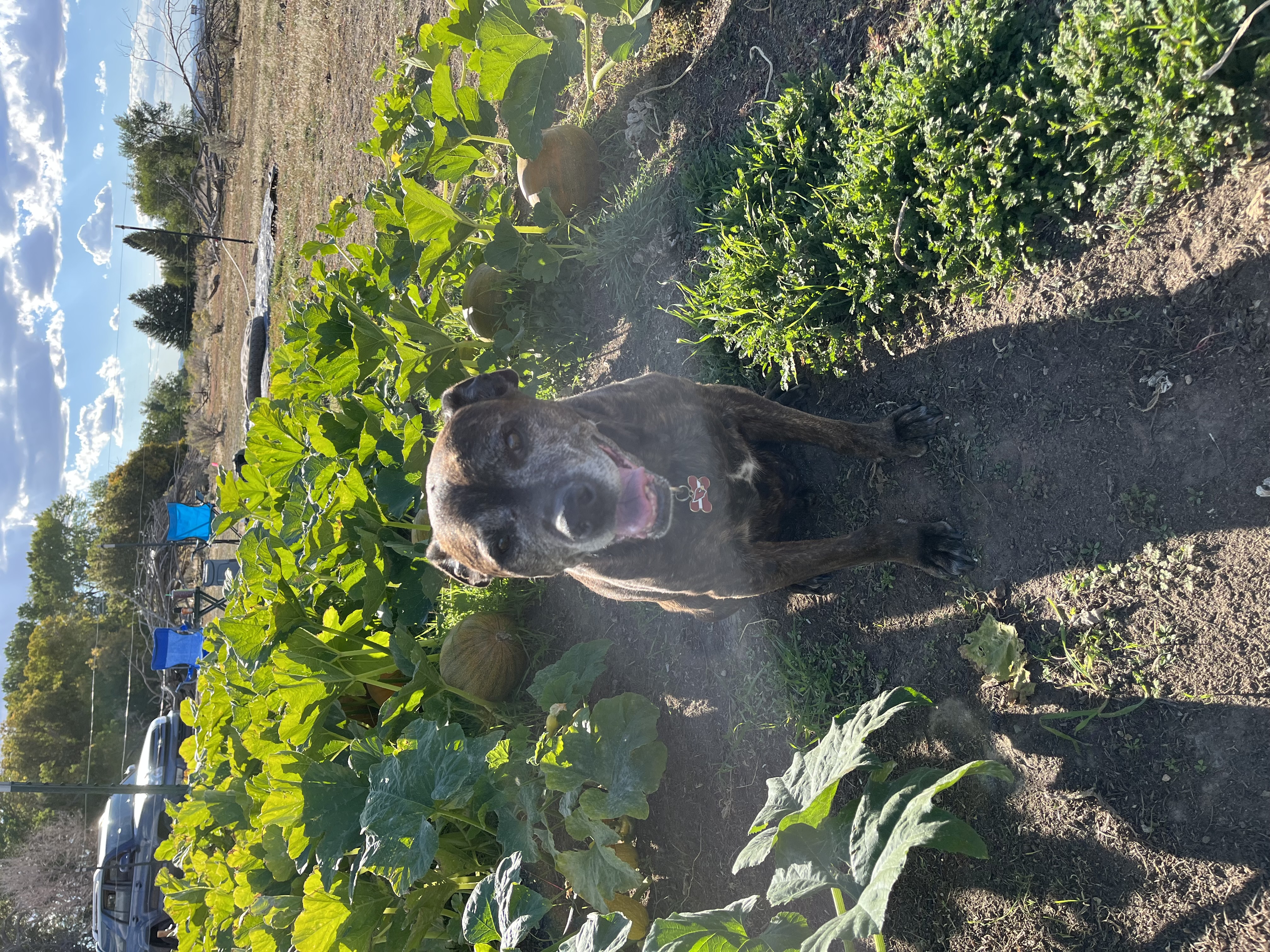 Dog in garden