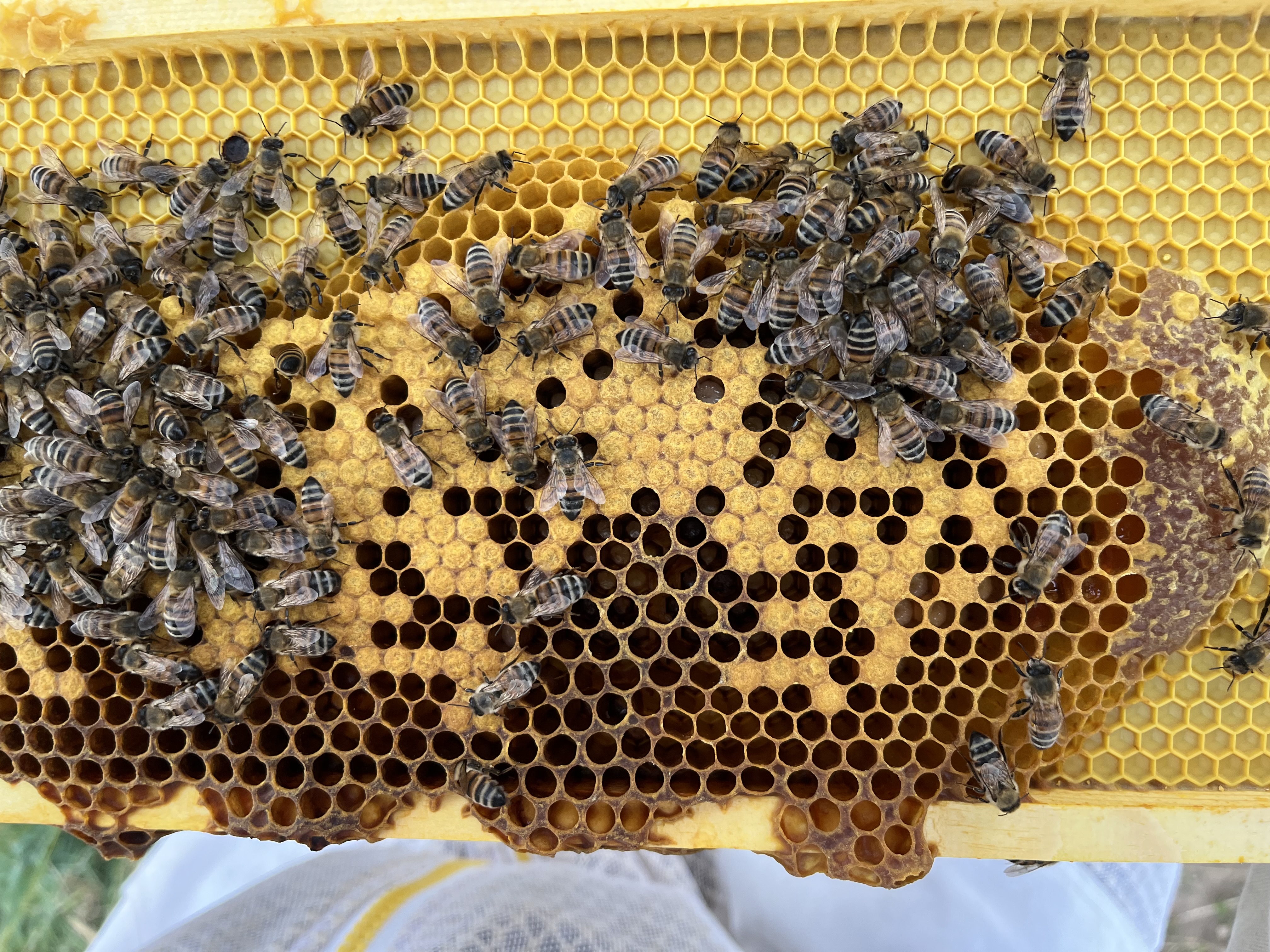 Honeycomb