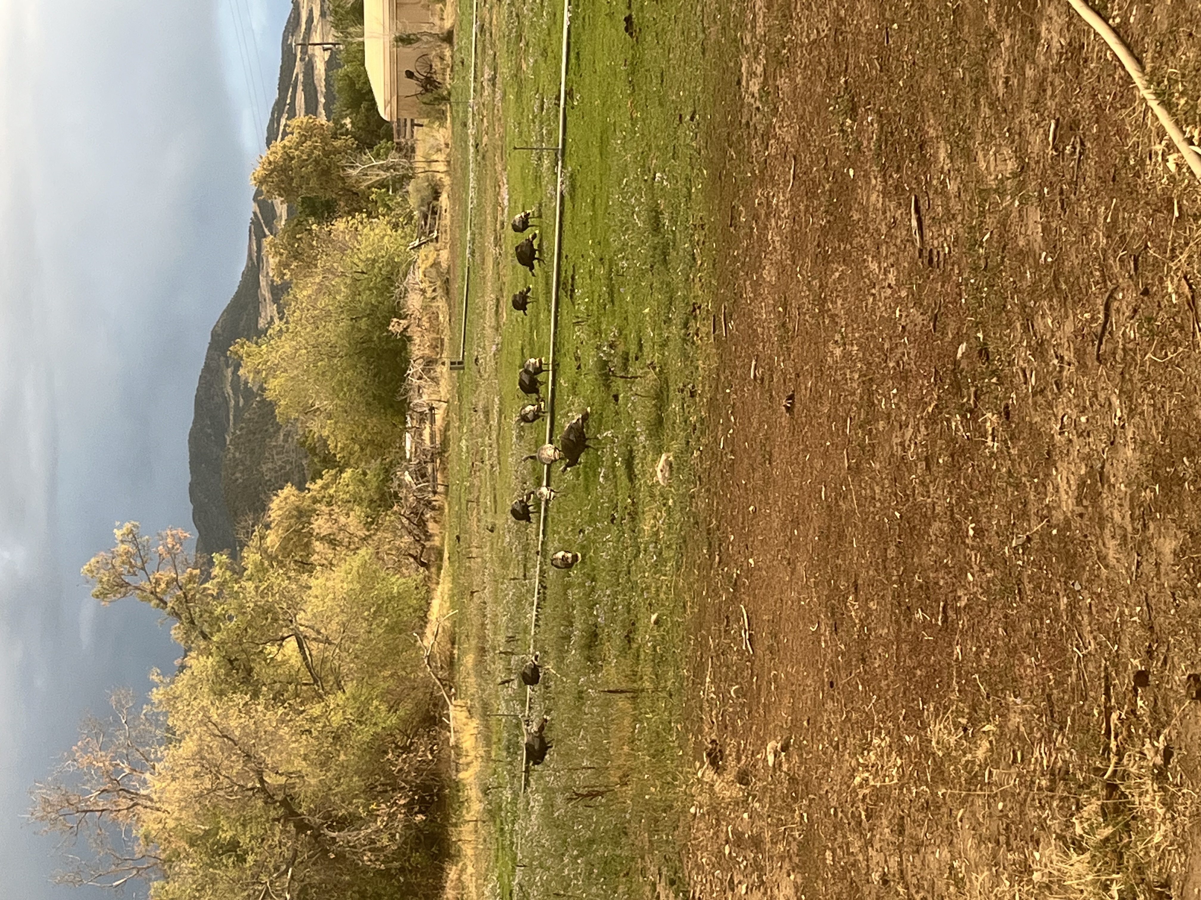 Turkeys