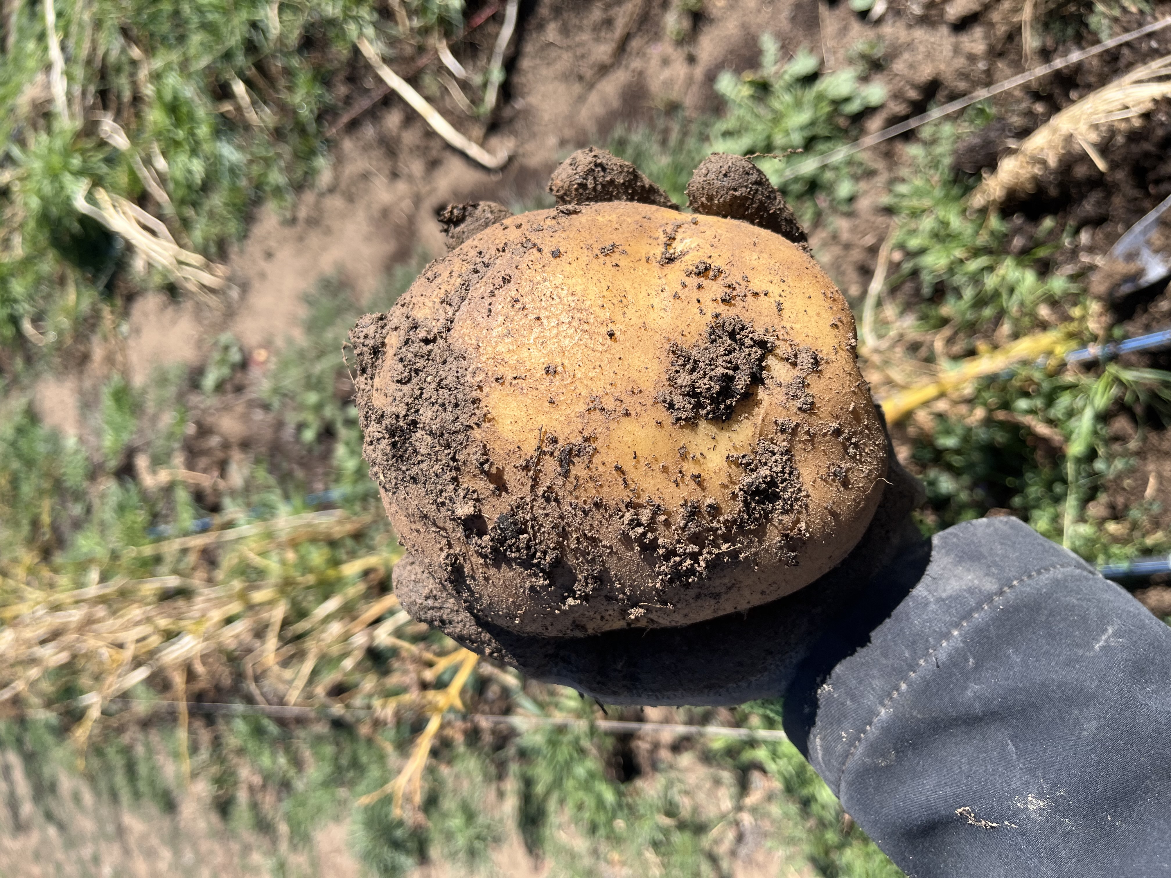 Potato Potrait