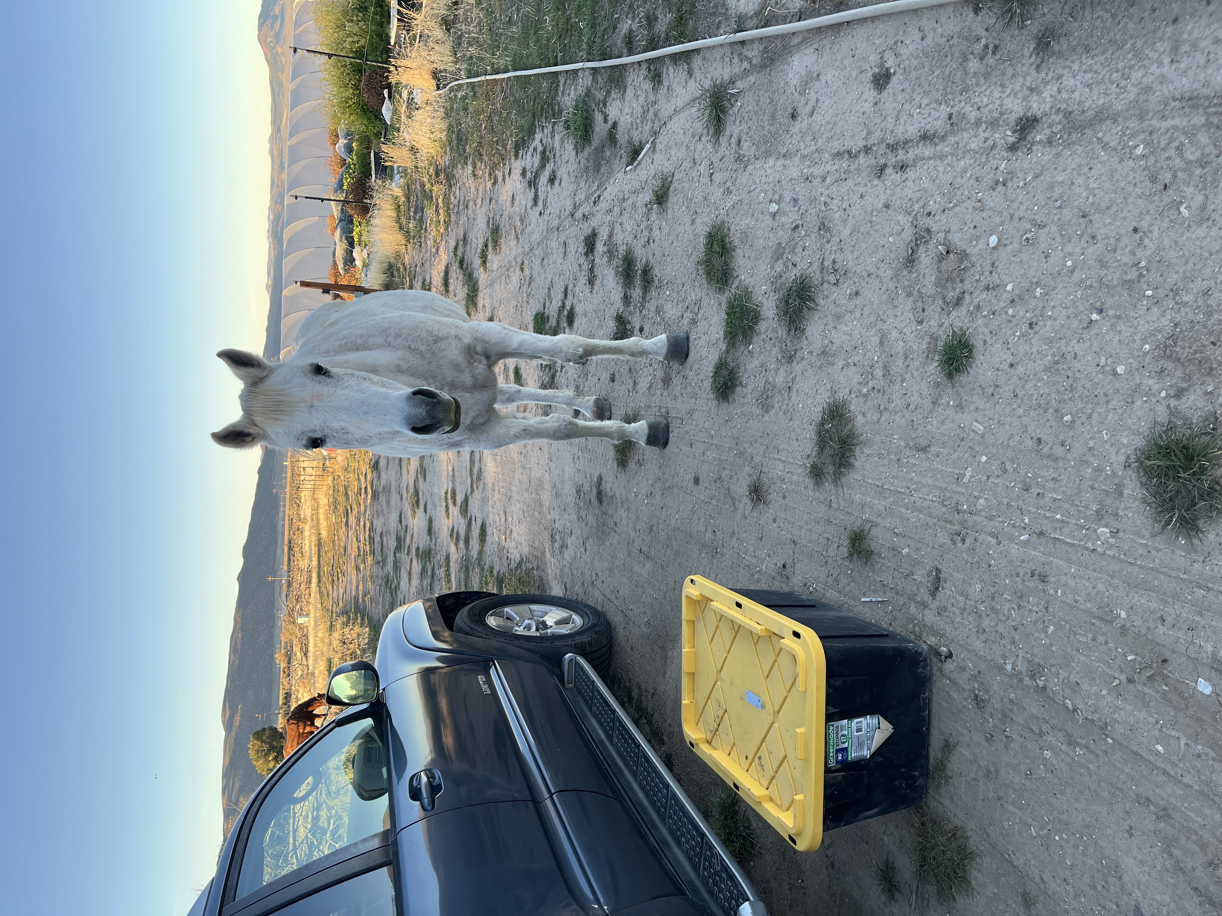 Curious horse