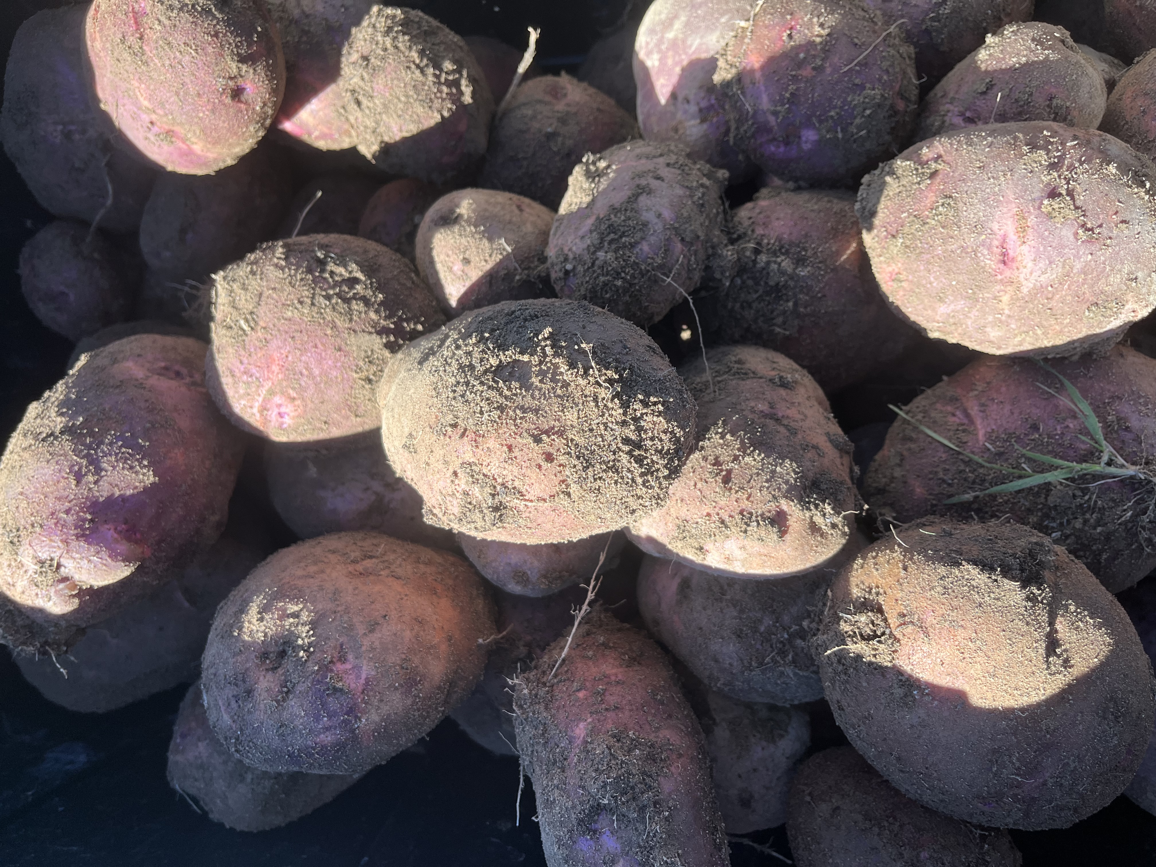 Purple Viking Potatoes