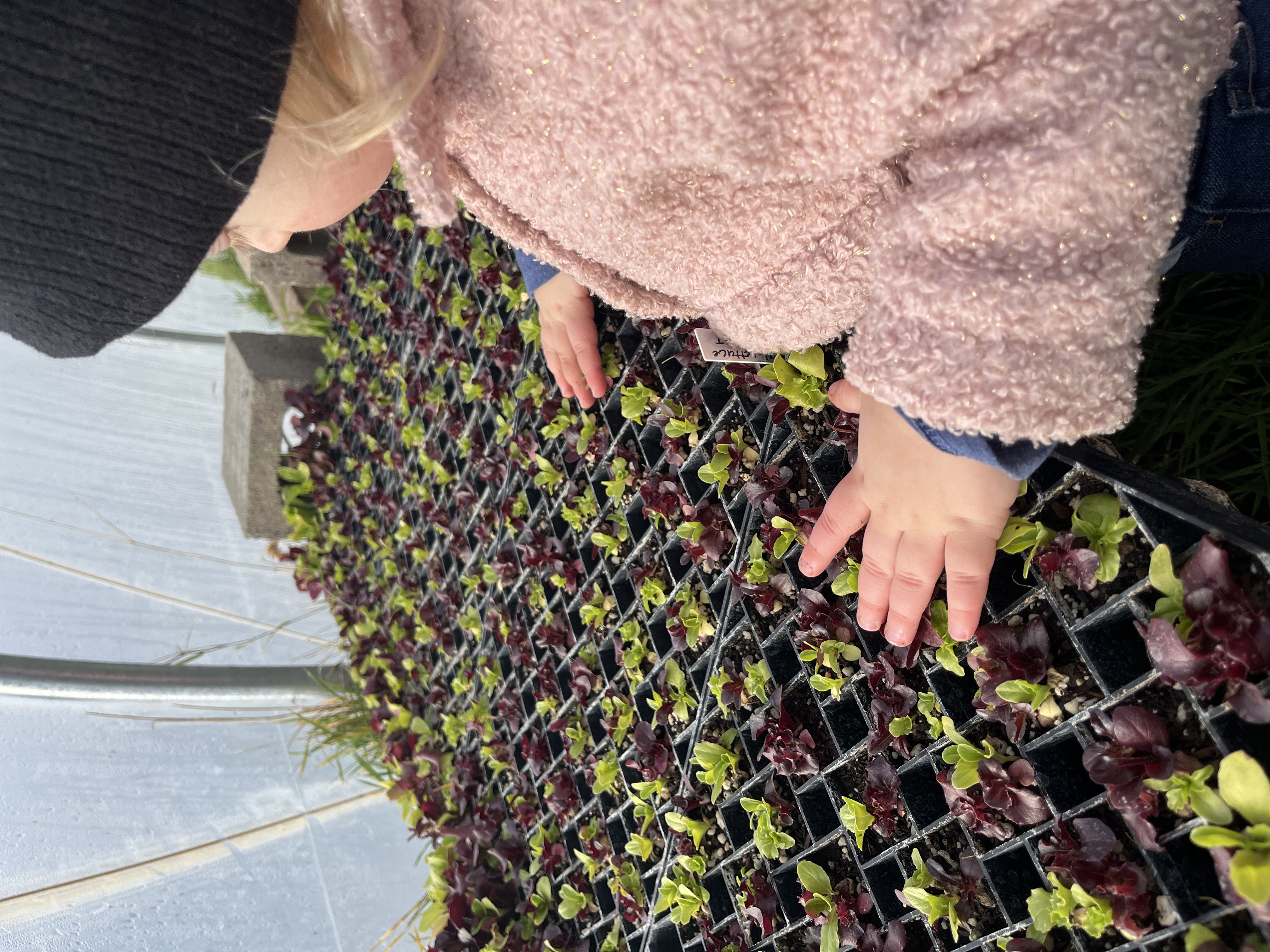 Seedlings
