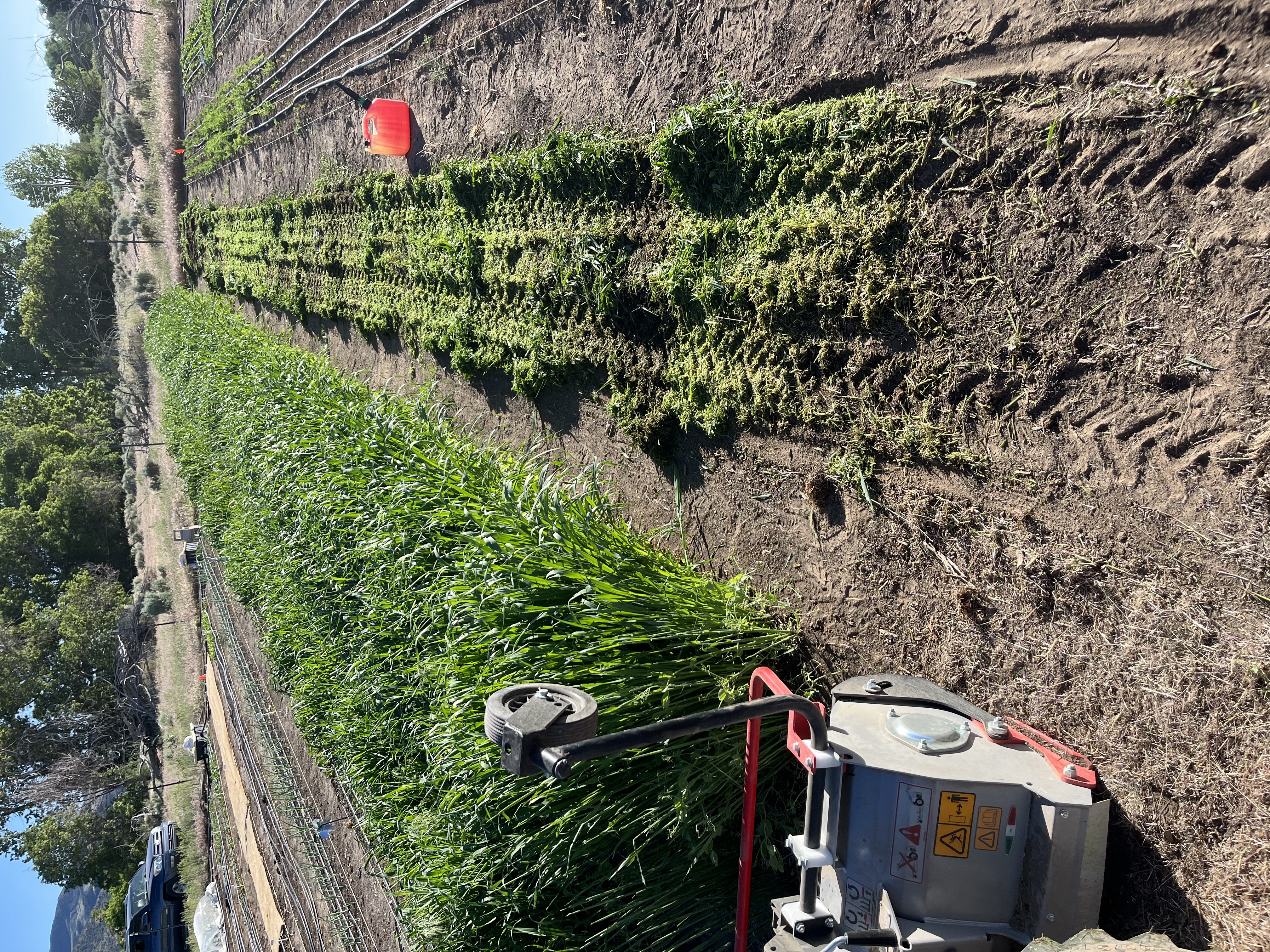 Seedlings